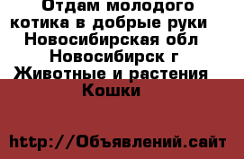 Отдам молодого котика в добрые руки. - Новосибирская обл., Новосибирск г. Животные и растения » Кошки   